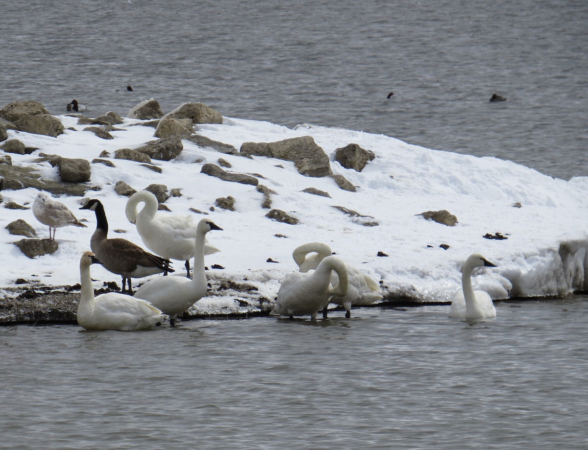 Tundra Swan (Whistling) - ML95194291