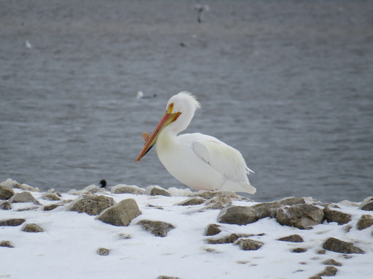 American White Pelican - ML95194461