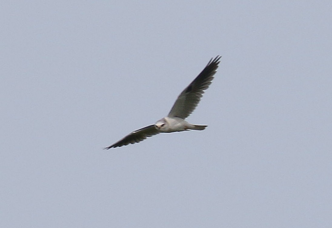 White-tailed Kite - ML95194801