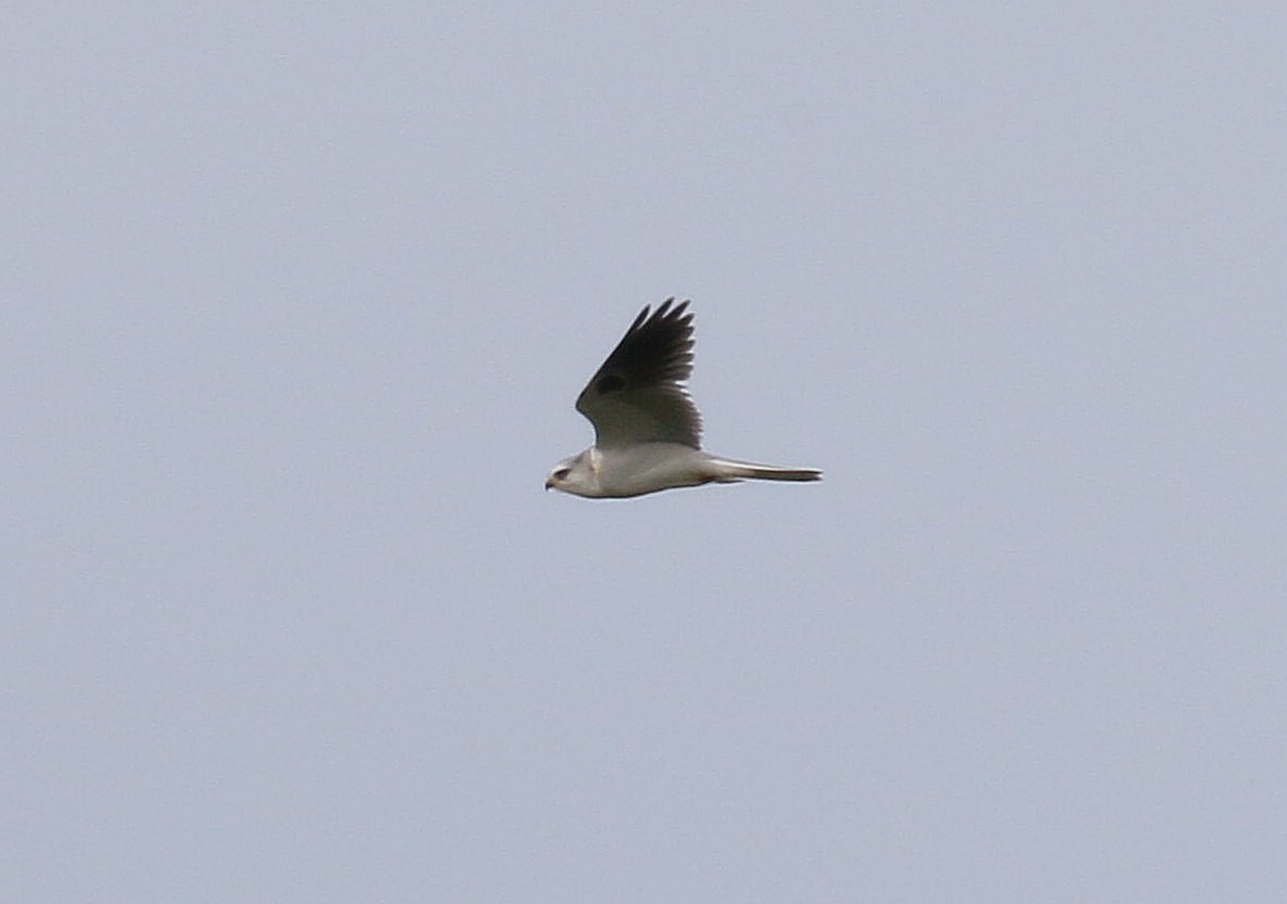 White-tailed Kite - ML95194811