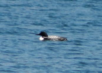 Common Loon - ML95194991