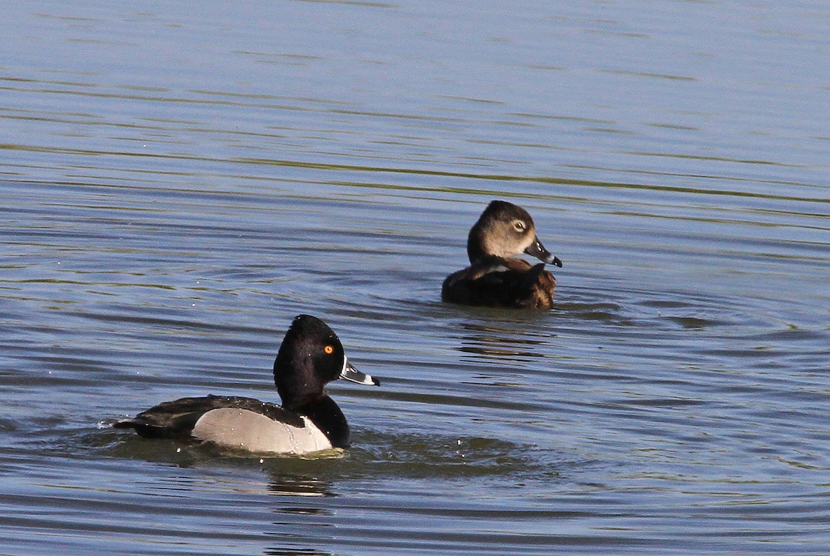 Ring-necked Duck - ML95195131