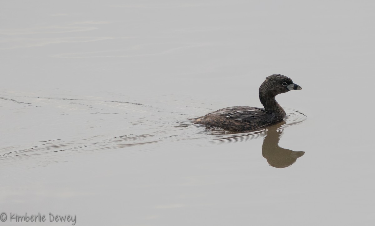 Pied-billed Grebe - ML95195511