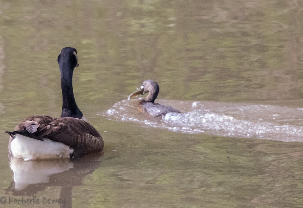 Pied-billed Grebe - ML95195521