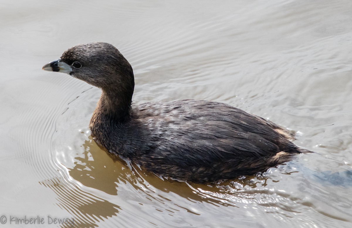 Pied-billed Grebe - ML95195541