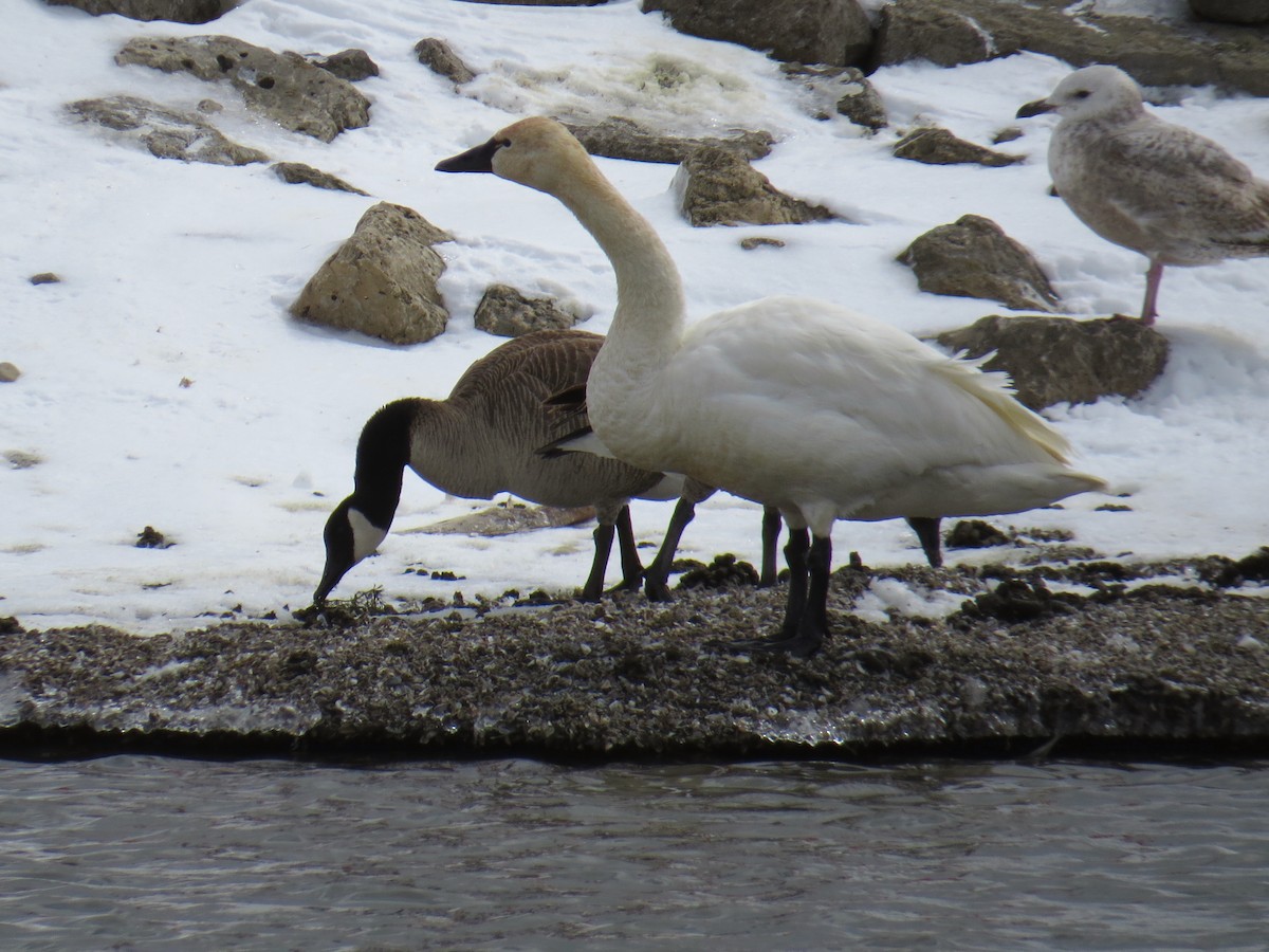 labuť malá (ssp. columbianus) - ML95195731