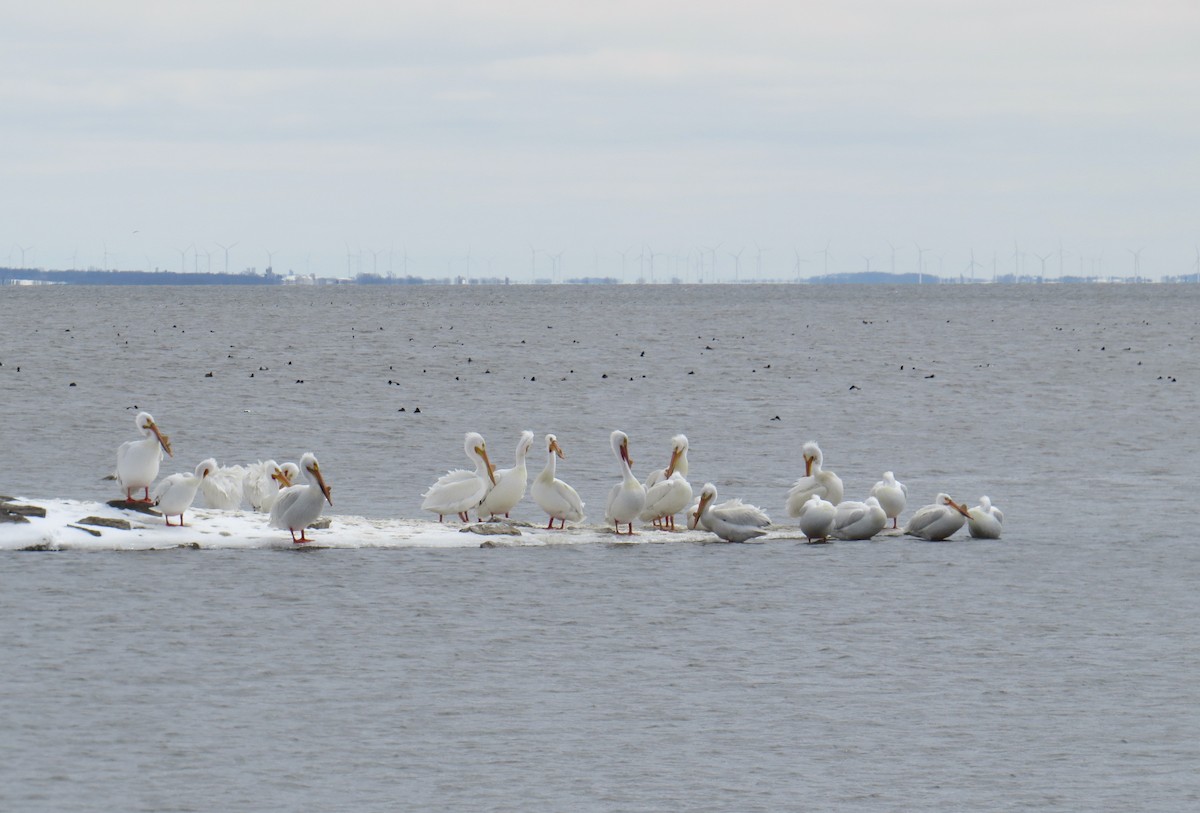 pelikán severoamerický - ML95197221
