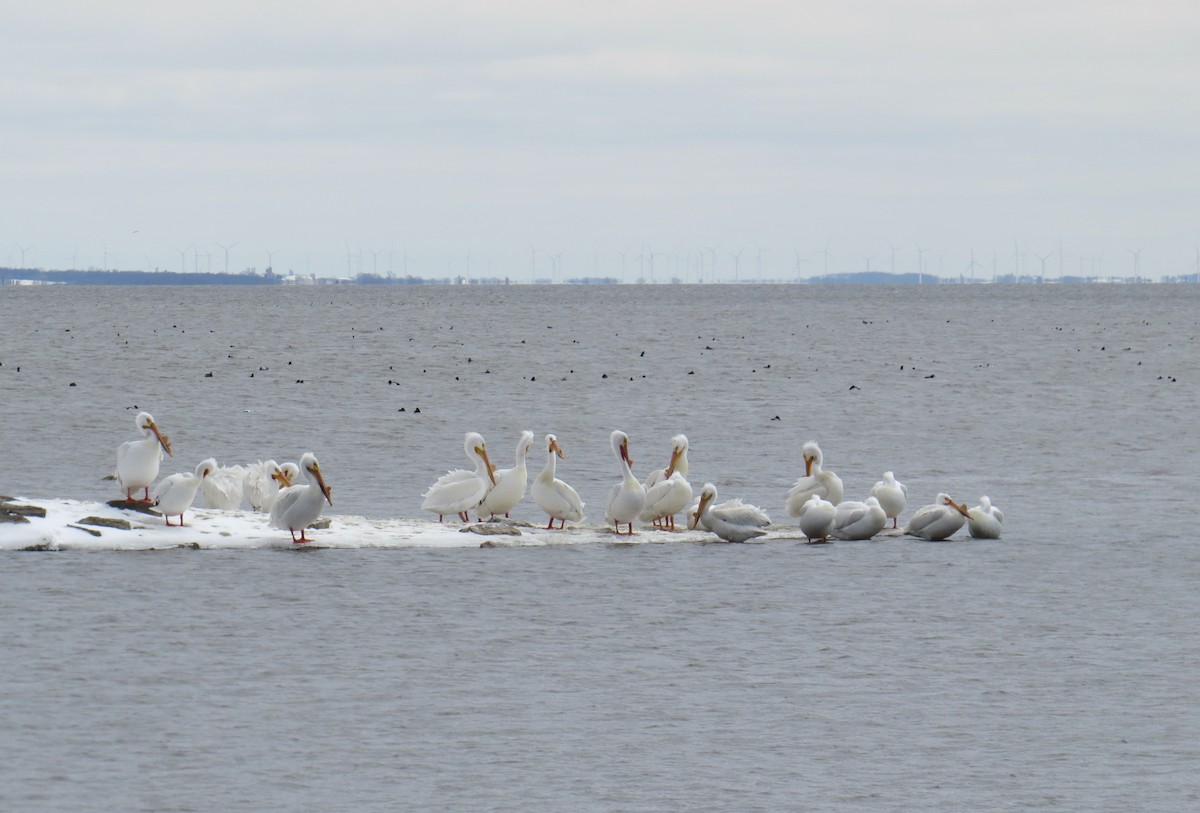 American White Pelican - ML95197221