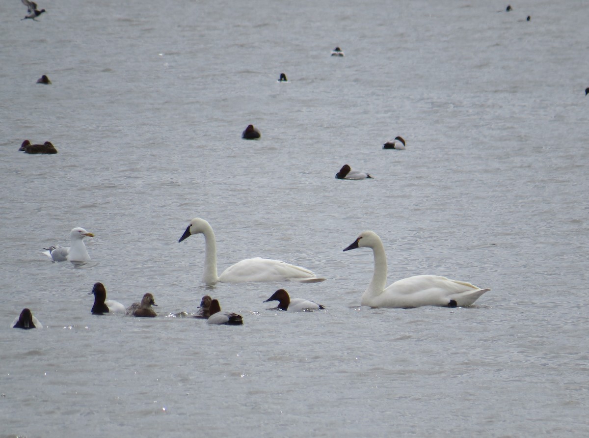 Tundra Swan (Whistling) - ML95197951