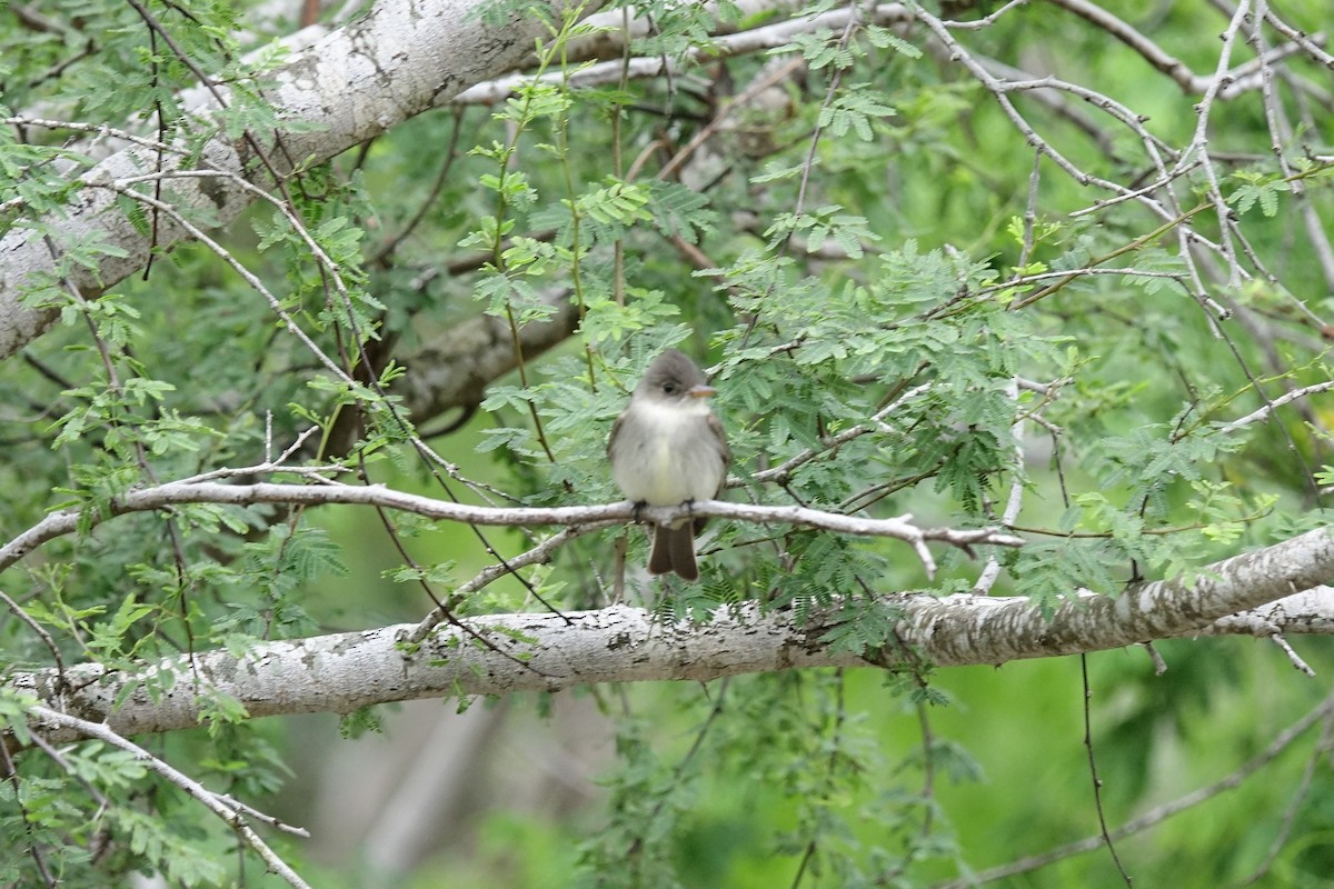 Eastern Wood-Pewee - ML95198221