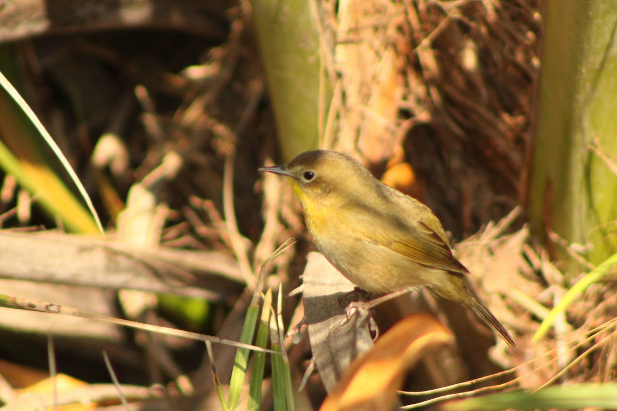 Common Yellowthroat - Joshua Covill