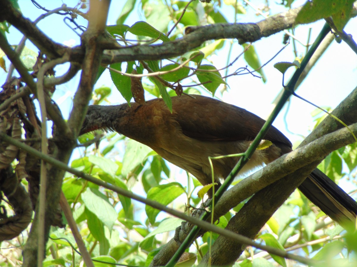 Gray-headed Chachalaca - ML95199931