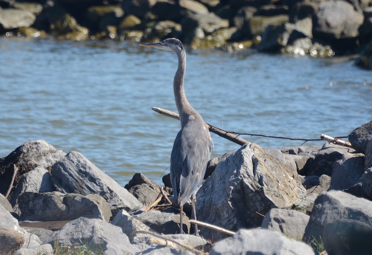 Great Blue Heron - ML95200601