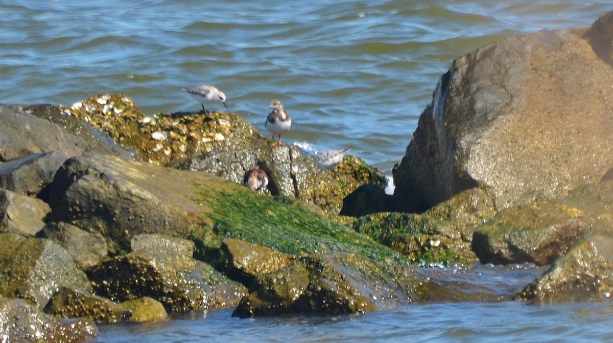 Ruddy Turnstone - ML95200871