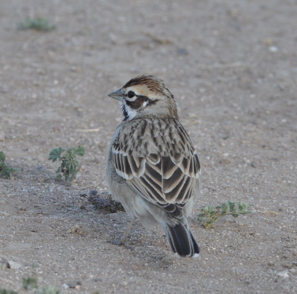 Lark Sparrow - David Beaudette