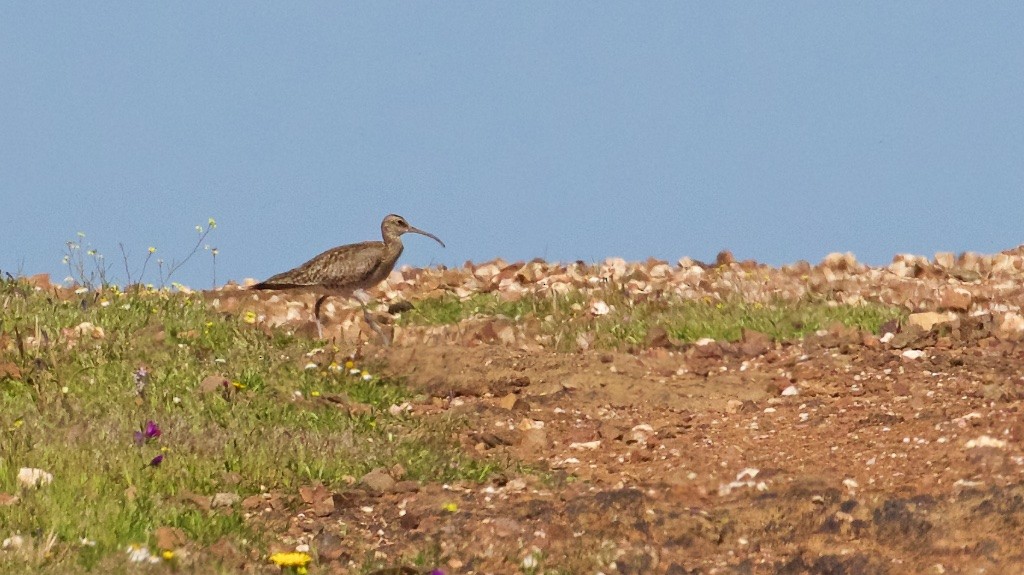 Whimbrel - ML95201081