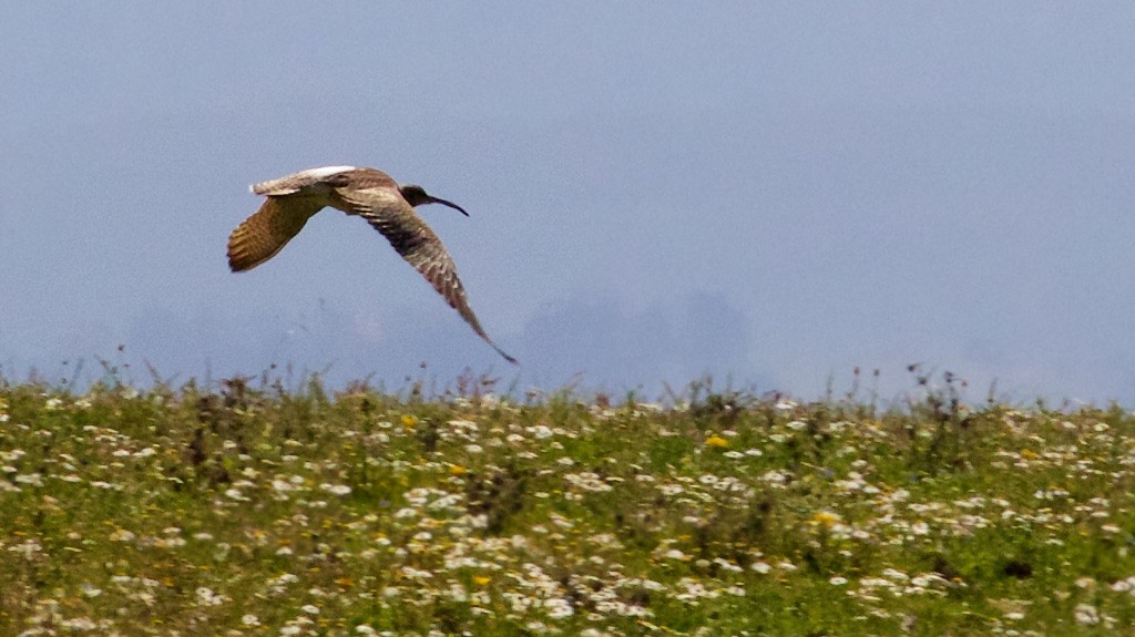 Whimbrel - Ed Harper