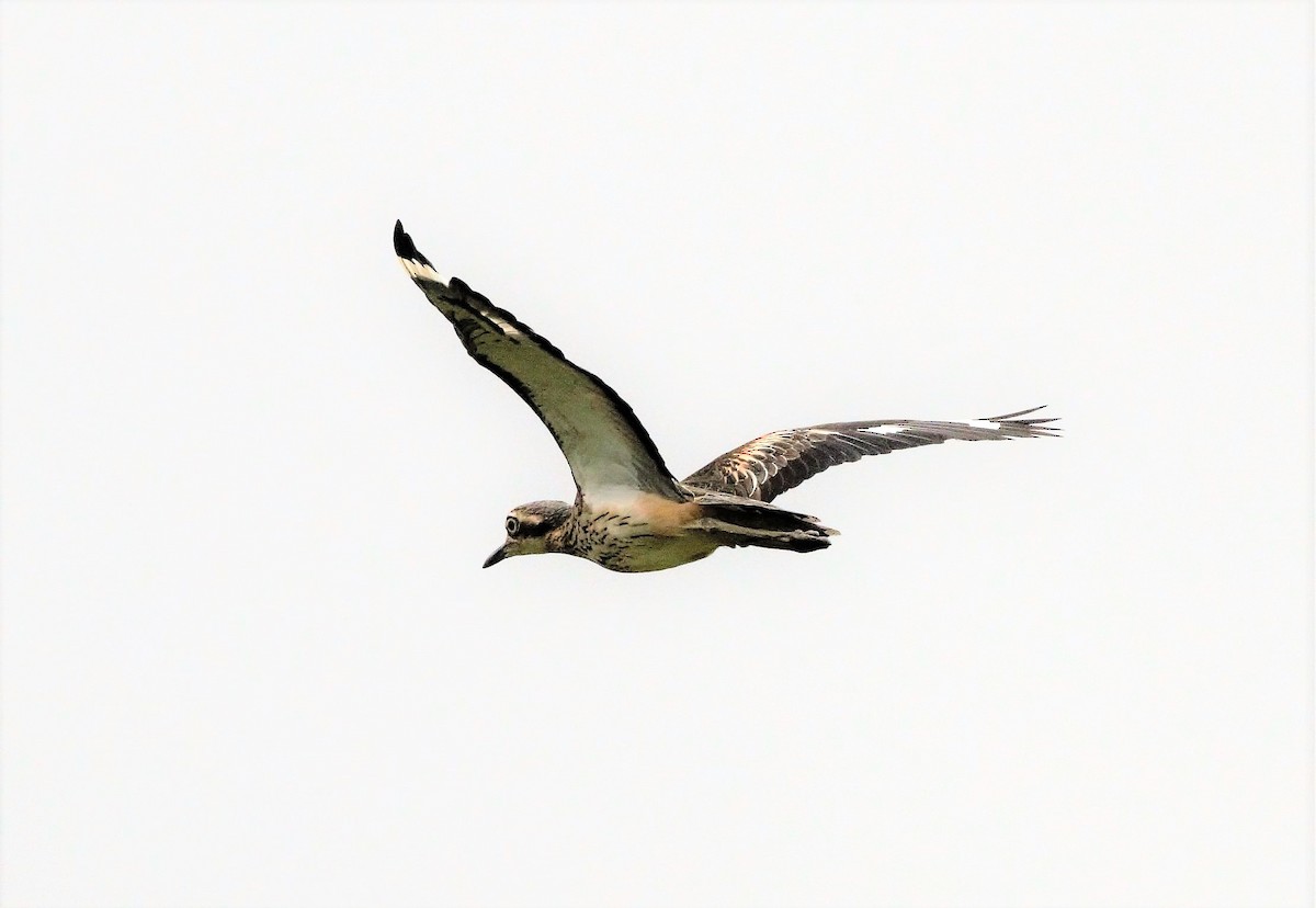 Bush Thick-knee - ML95202701