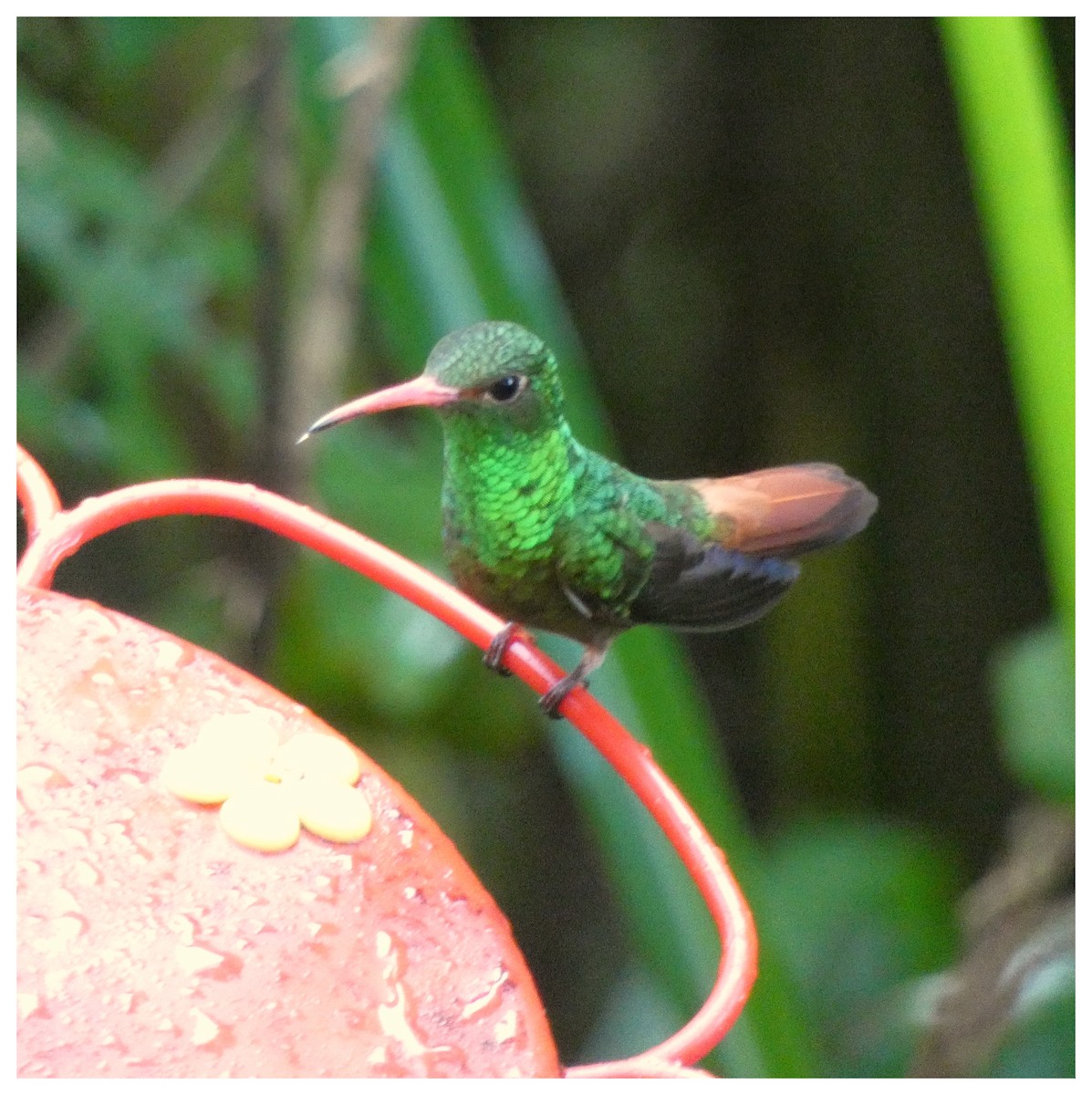 Rufous-tailed Hummingbird - Carlos Villaverde Castilla