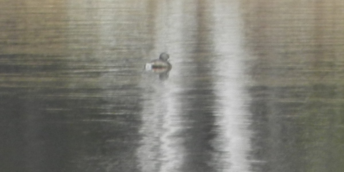 Pied-billed Grebe - ML95203911