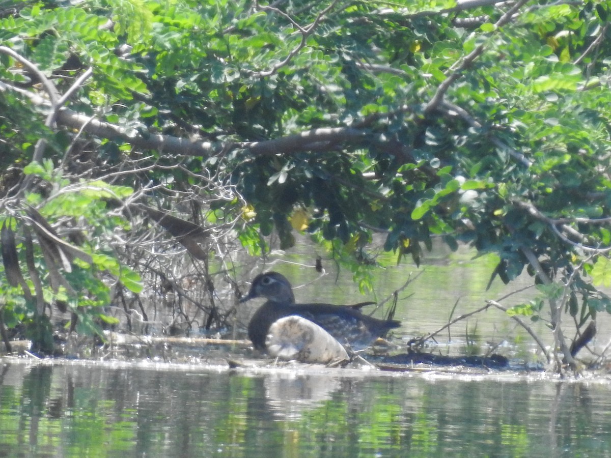 Wood Duck - ML95204031