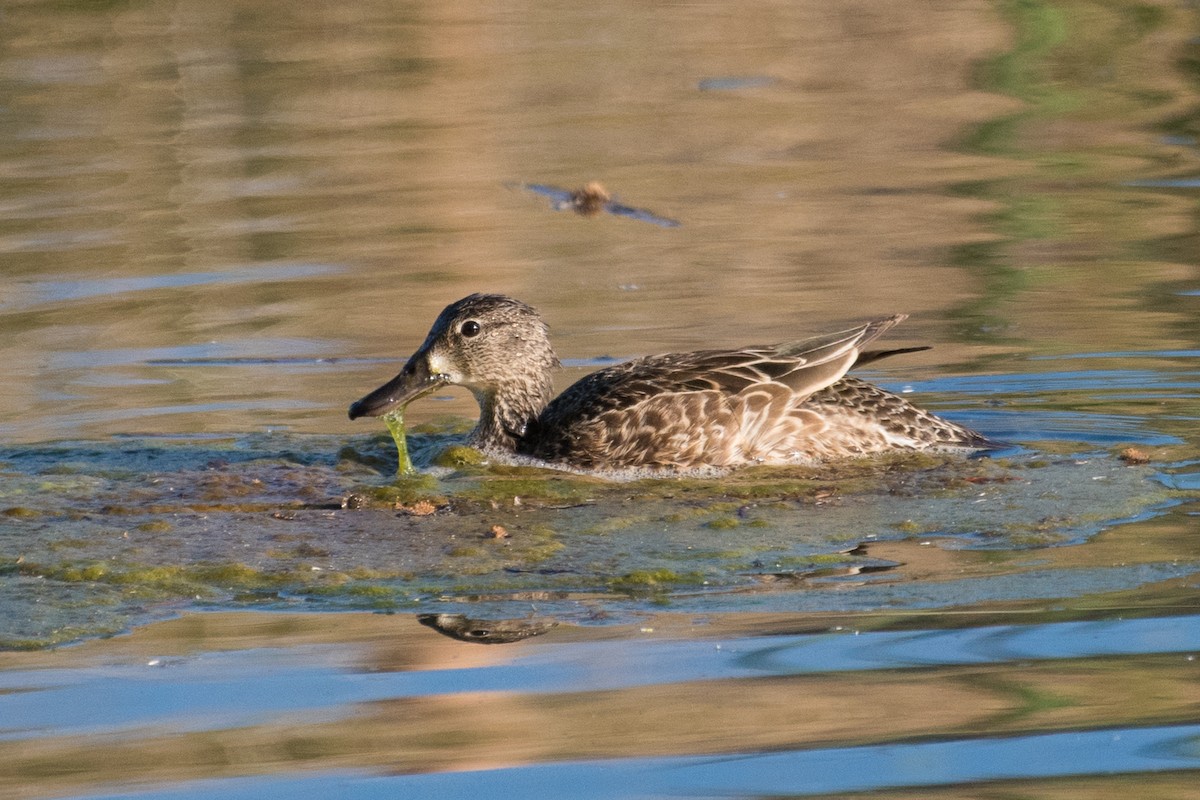 Blue-winged Teal - ML95204071