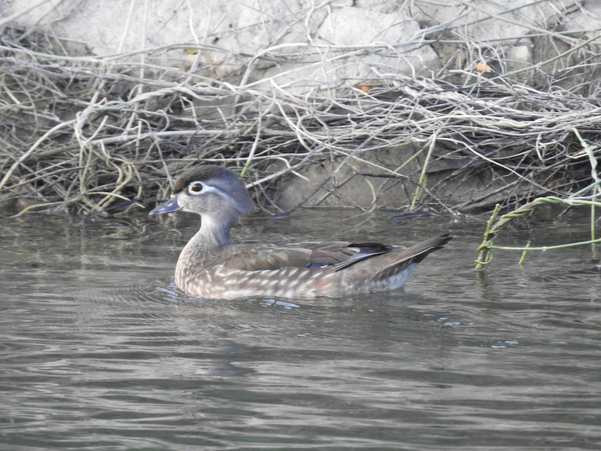 Wood Duck - ML95205471