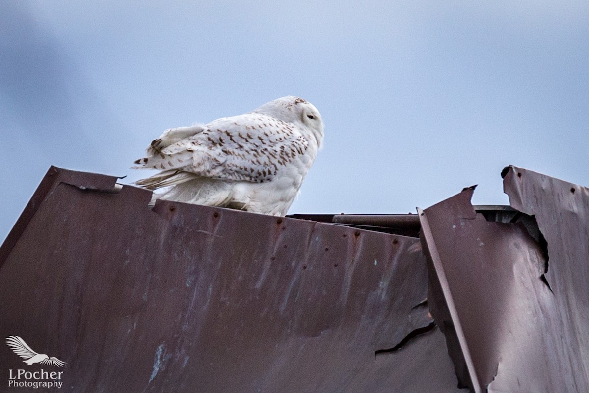 Snowy Owl - ML95207201