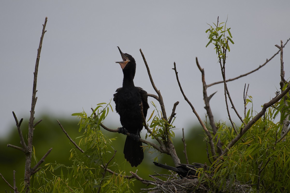 Neotropic Cormorant - S S Cheema