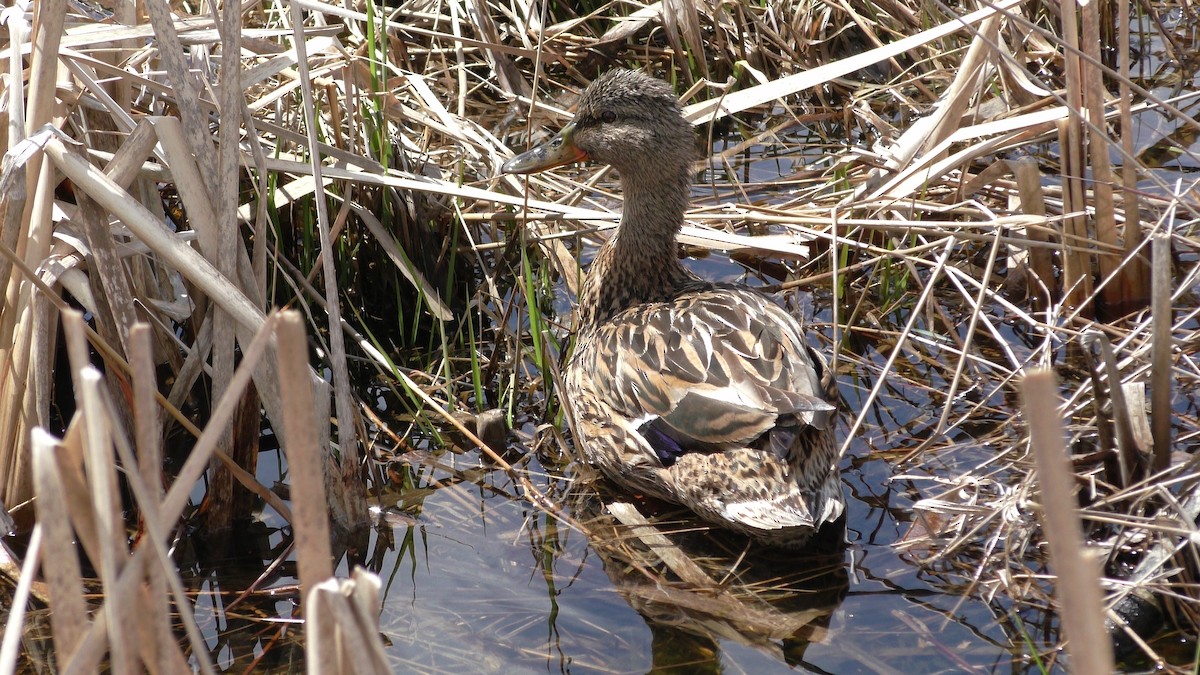 Mallard - David Kucia