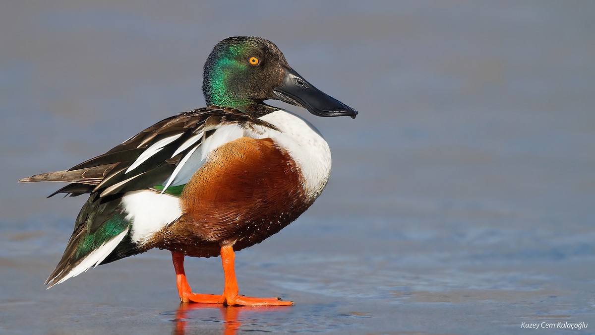 Northern Shoveler - Kuzey Cem Kulaçoğlu