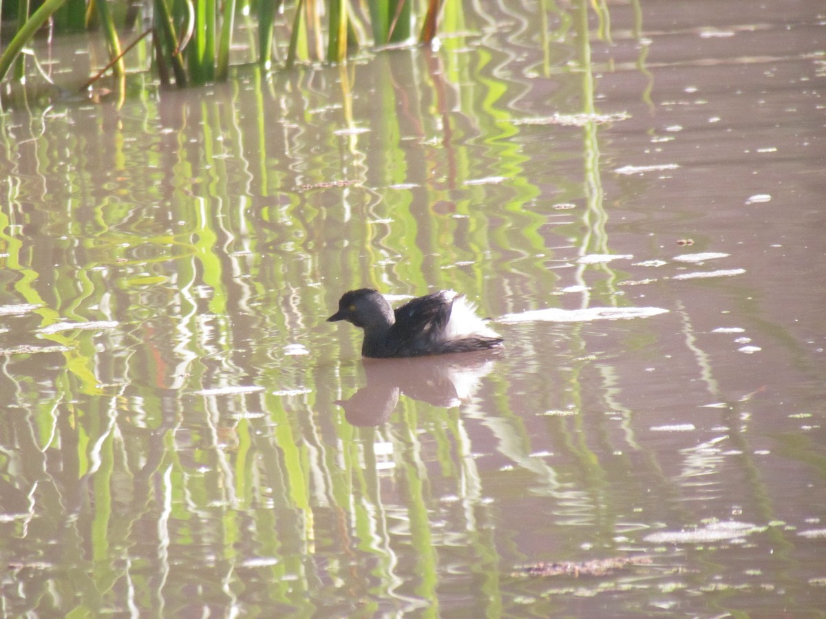 Least Grebe - ML95214331