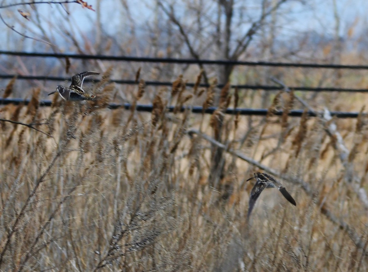 Wilson's Snipe - ML95215991