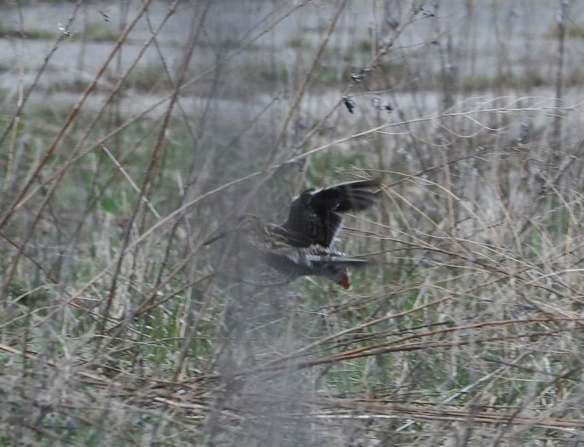 Wilson's Snipe - ML95216181