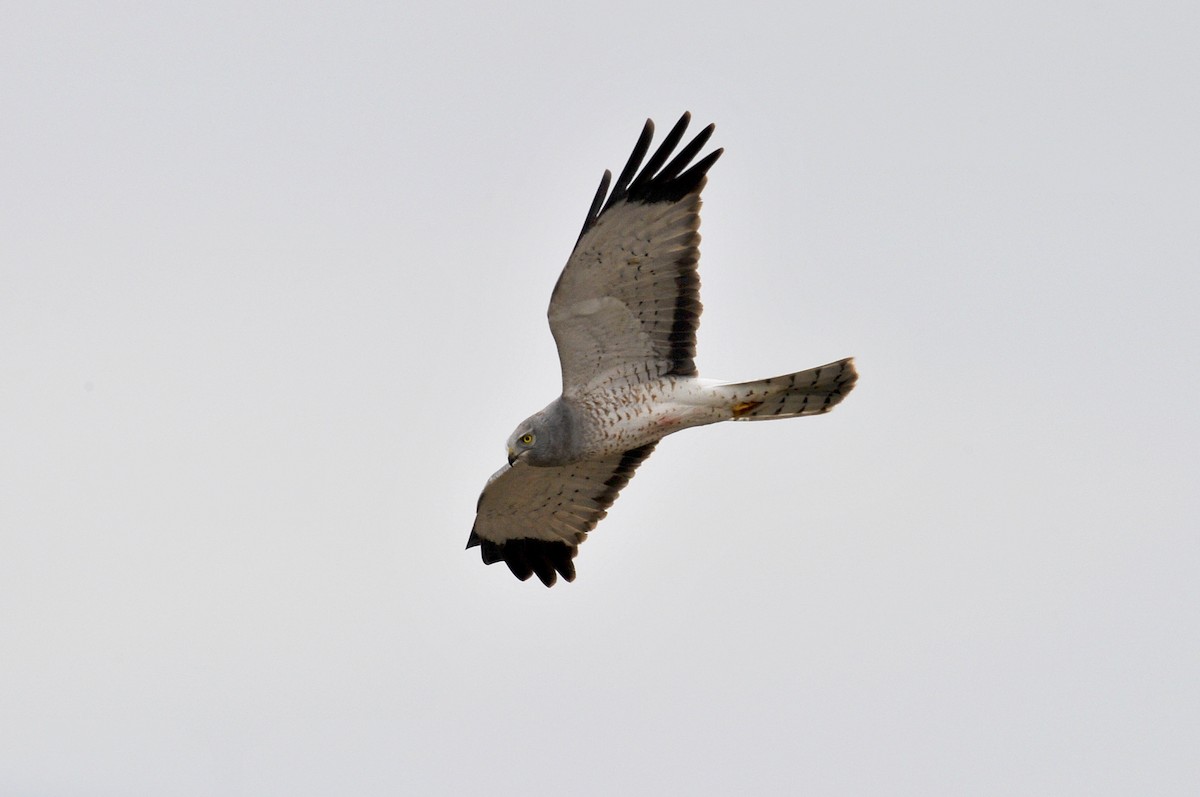 Northern Harrier - ML95216691