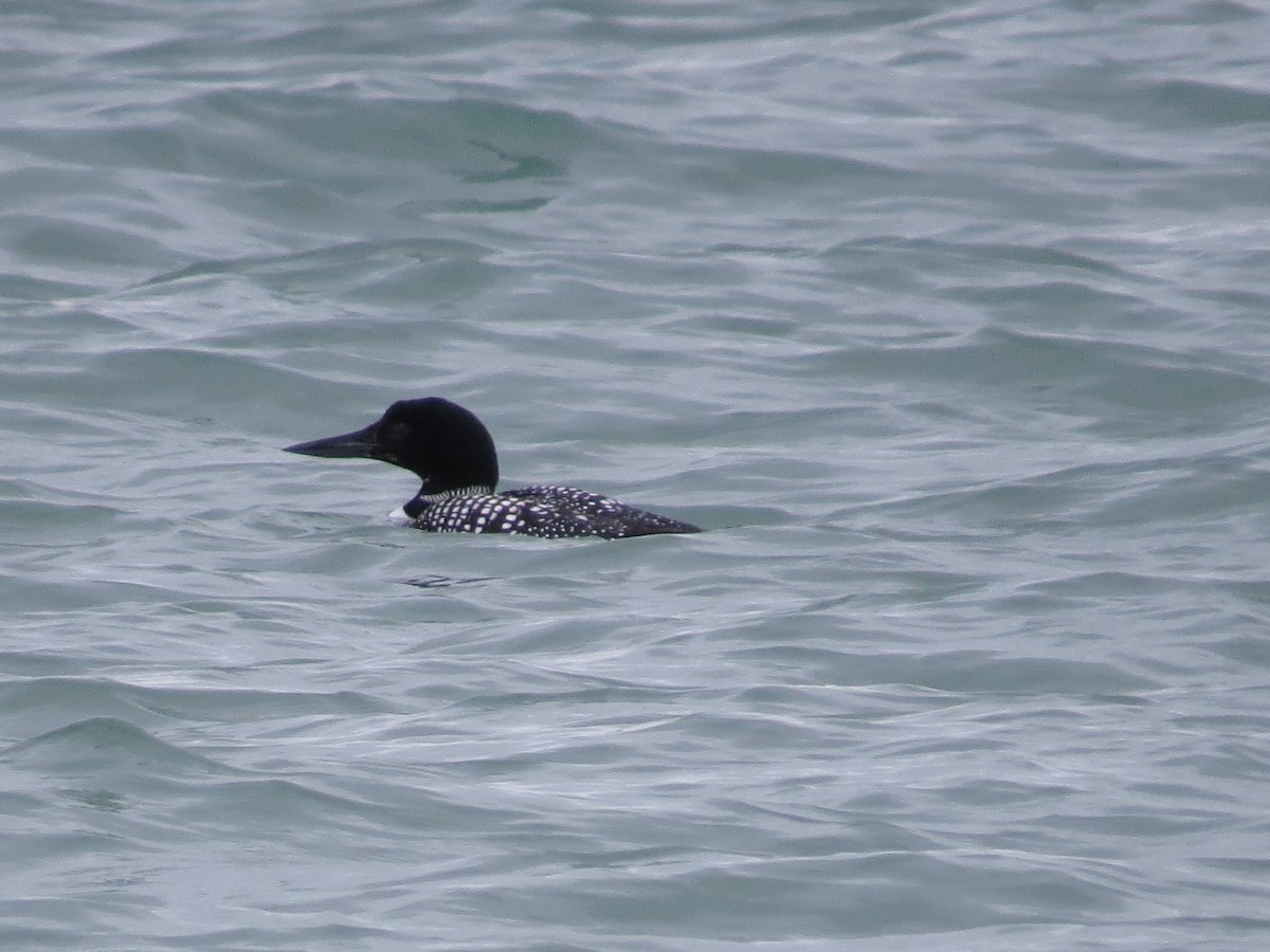 Common Loon - ML95217991