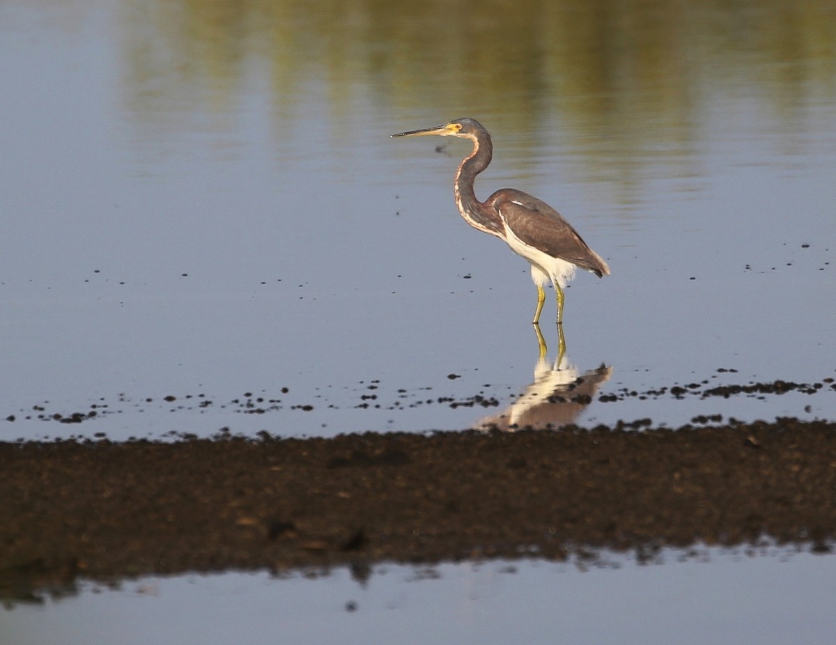 Tricolored Heron - ML95218121