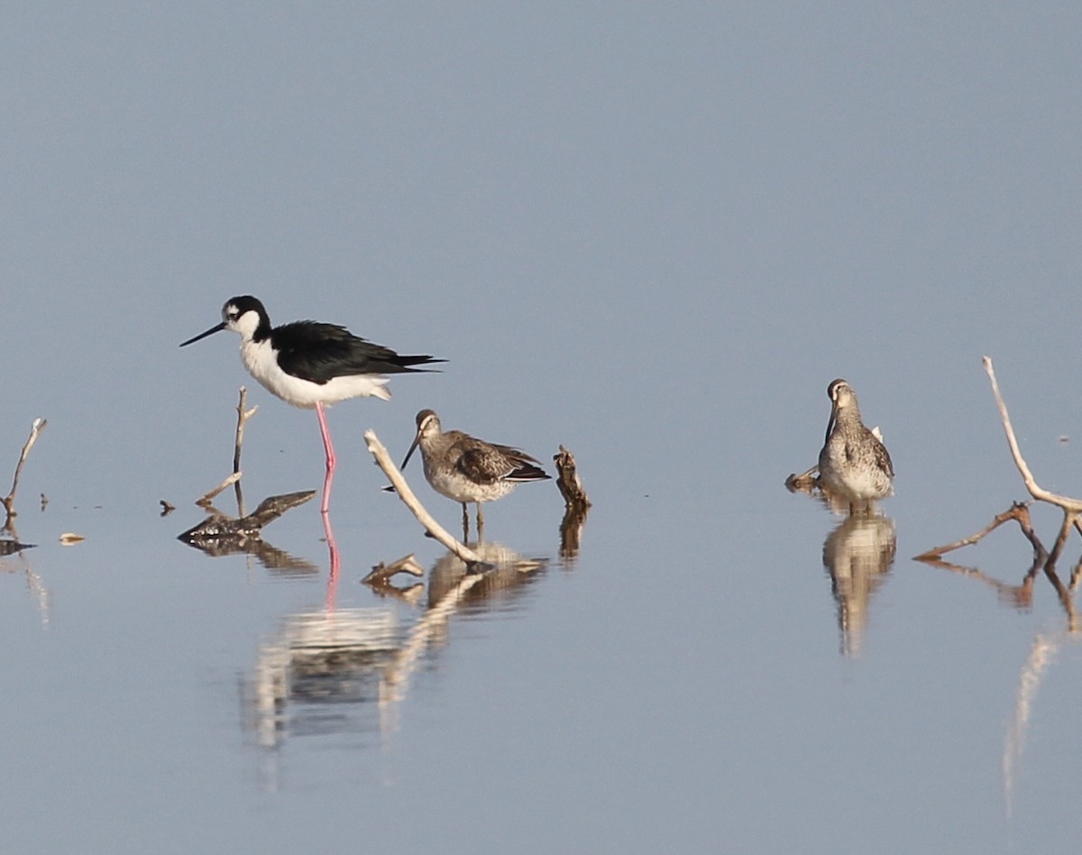 Short-billed Dowitcher - ML95218231