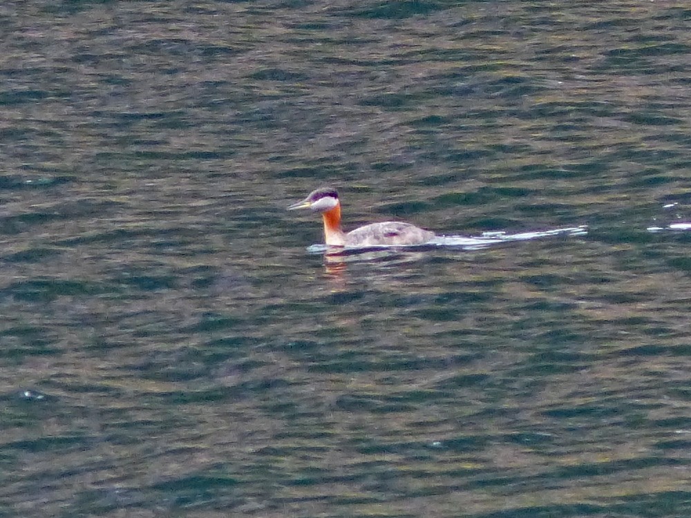 Red-necked Grebe - ML95218641