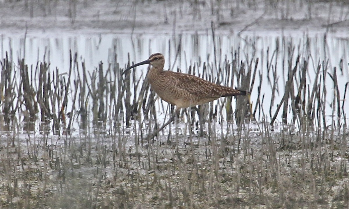 Whimbrel - ML95220941