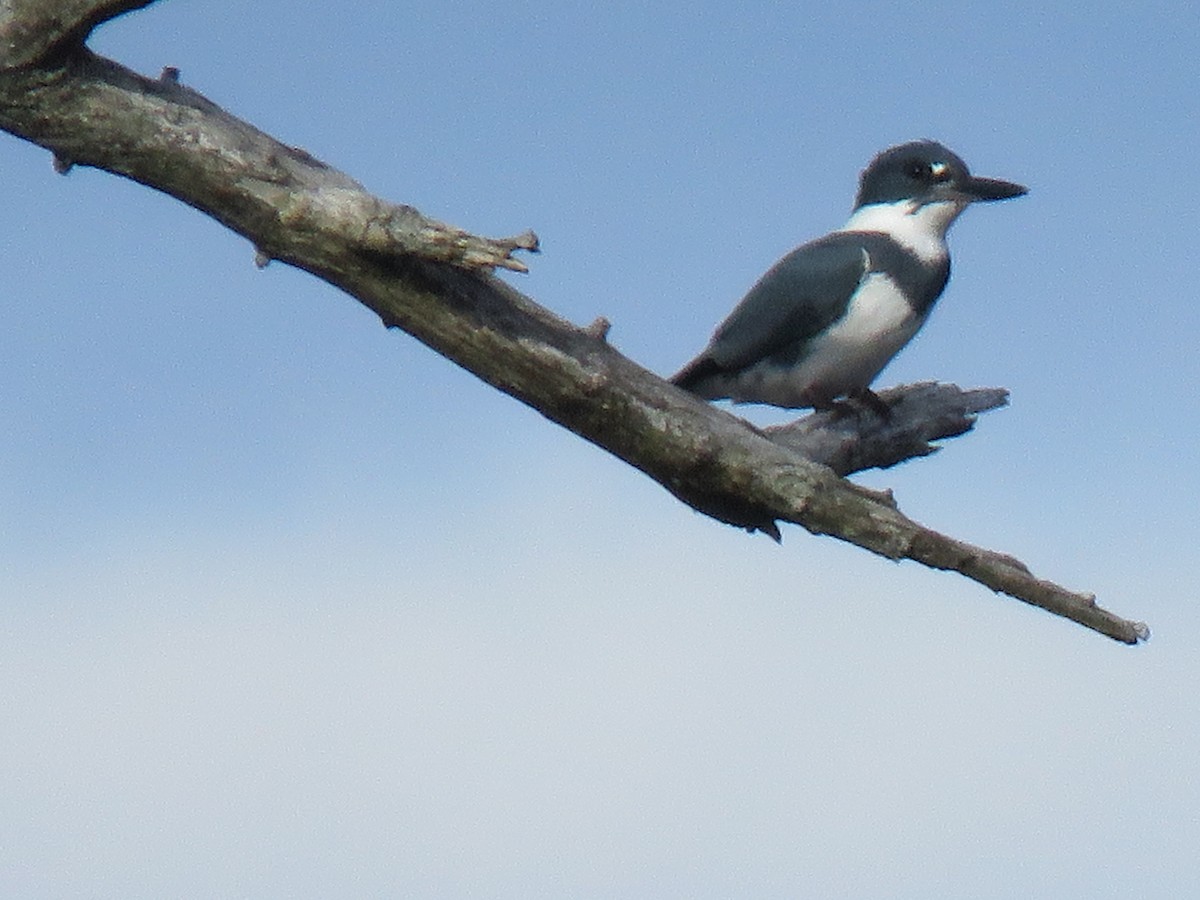 Belted Kingfisher - ML95223251