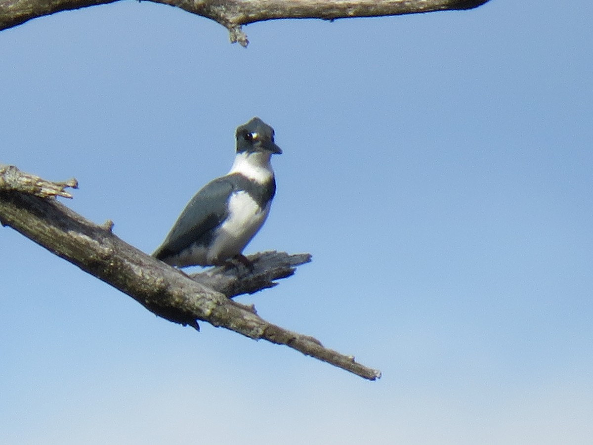Belted Kingfisher - ML95223431
