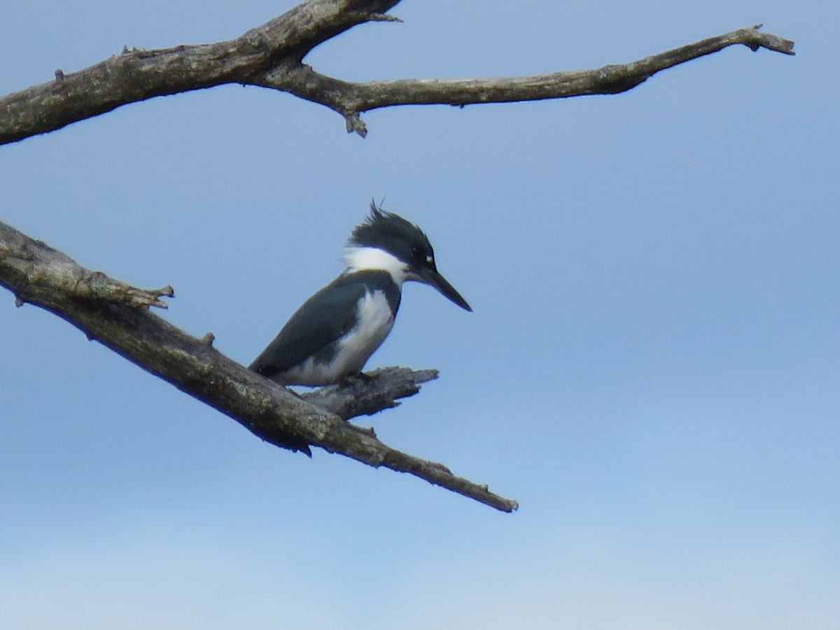 Belted Kingfisher - ML95223461