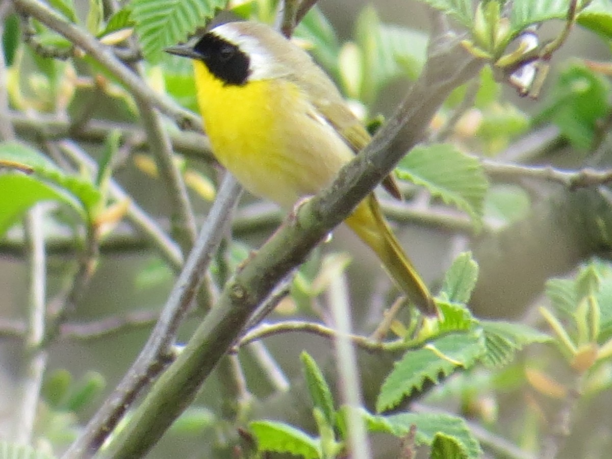 Common Yellowthroat - ML95223881