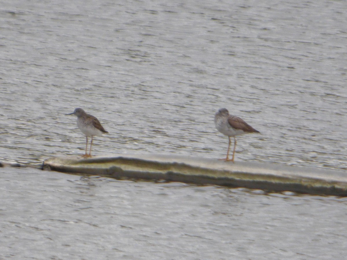 Lesser Yellowlegs - Craig Johnson