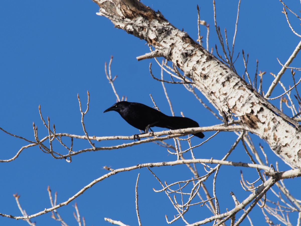 Great-tailed Grackle - ML95226371