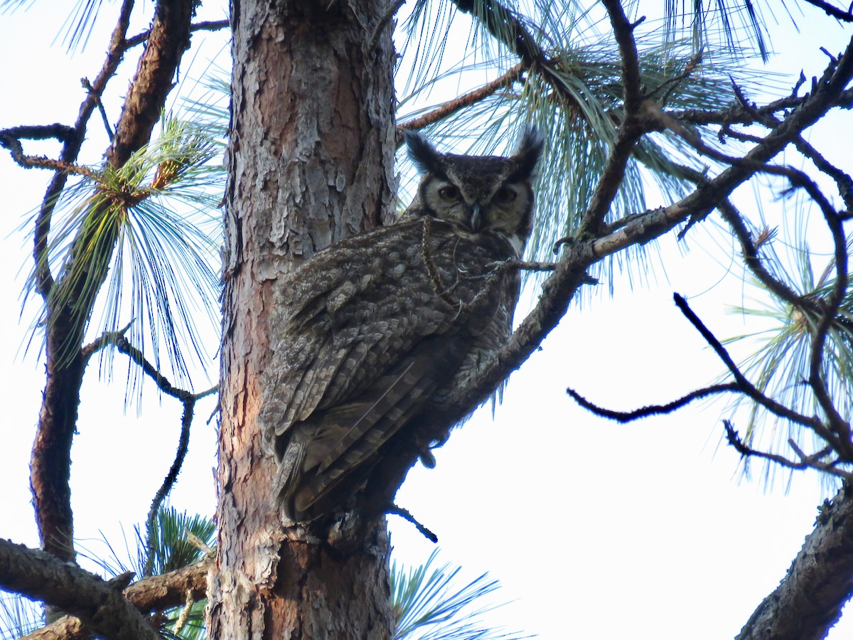 Great Horned Owl - ML95228151