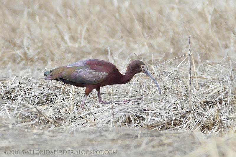 ibis americký - ML95228201