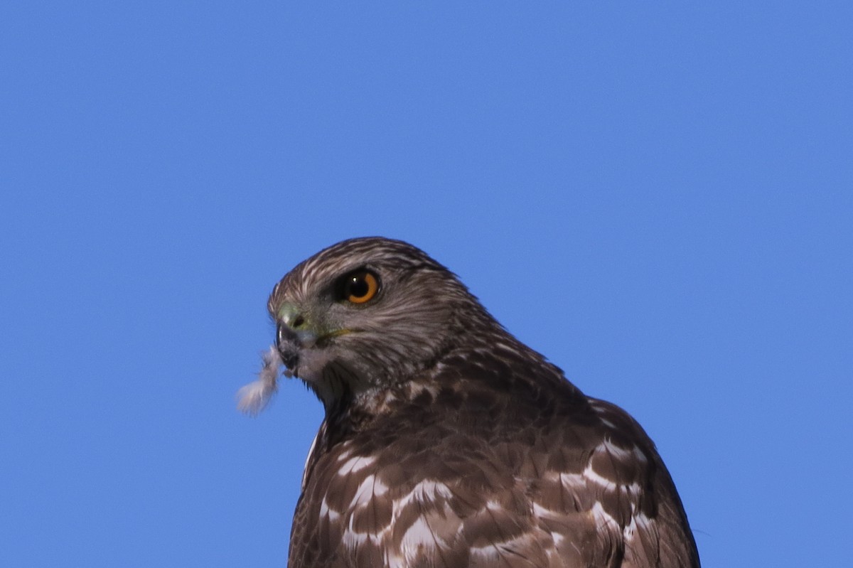 Cooper's Hawk - ML95228381