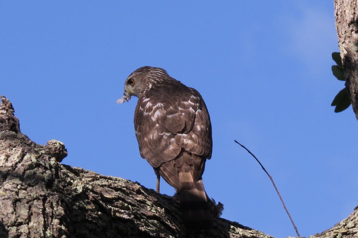 Cooper's Hawk - ML95228391